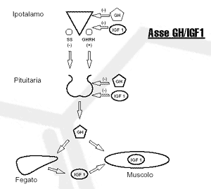 asse gh igf-1