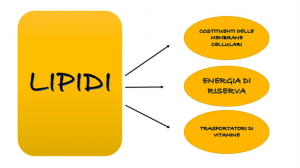 lipidi-macronutrienti