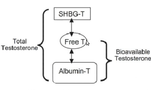 shbg-albumina