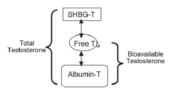 shbg-albumina