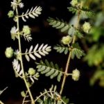 tribulus terrestris