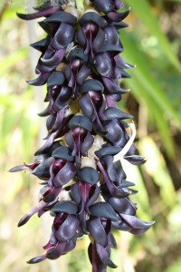 Mucuna-pruriens