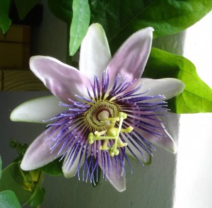 Passiflora-incarnata