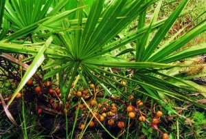 saw-palmetto