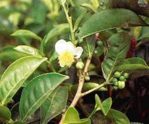 Suma - Pfaffia Paniculata