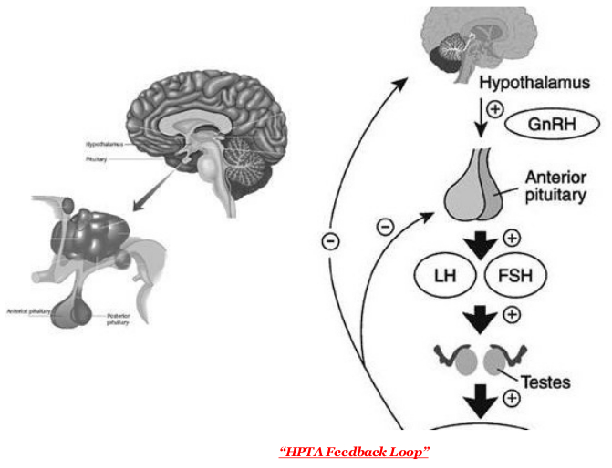 hpta feedback loop